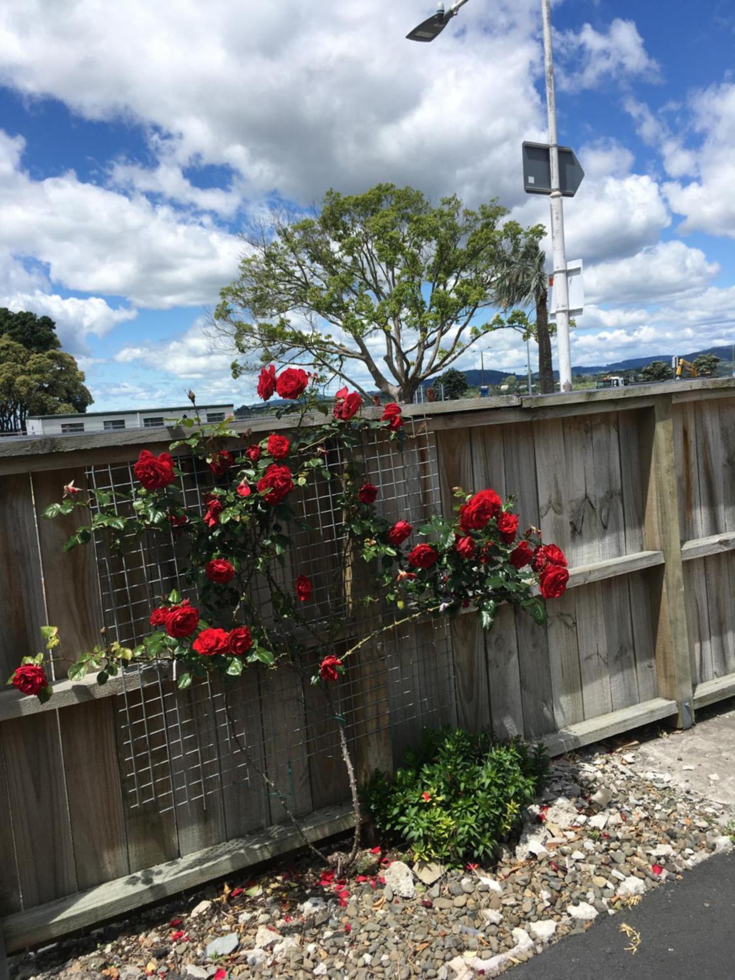 Strand Motel Tauranga Kültér fotó